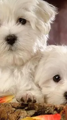 Puppies Wallpapers for Chat android App screenshot 1